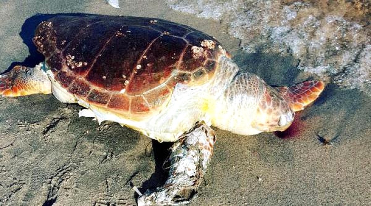 Misinaya Dolanan Caretta Caretta Telef Oldu