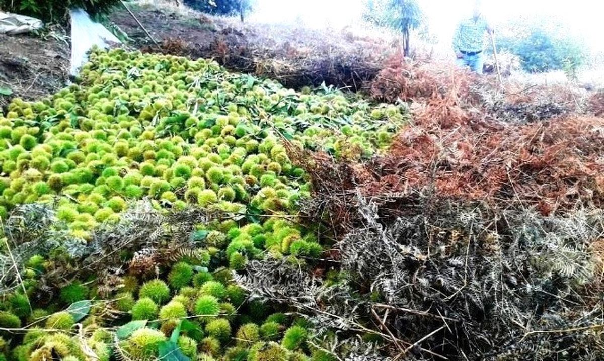 Ödemiş Kestanesi İtalya\'ya İhraç Edildi