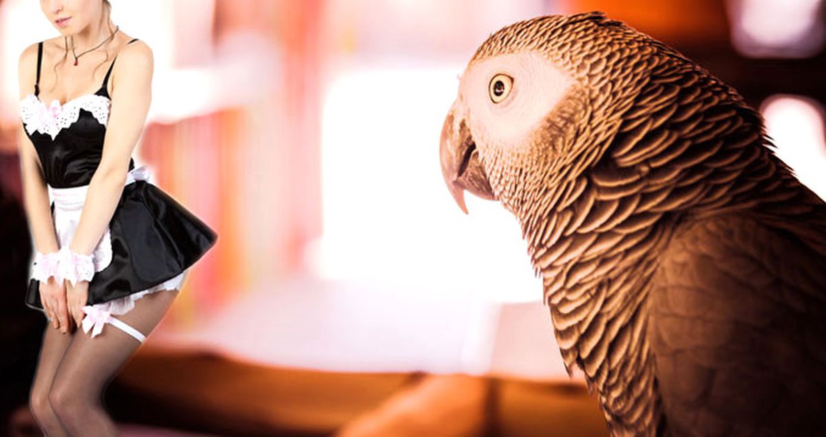 Papağan, Hizmetçiyle Yasak İlişkiyi İfşa Etti