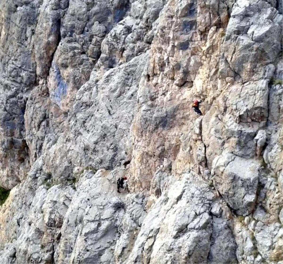 Afad, Uçurumun Kenarındaki Keçileri Kurtardı