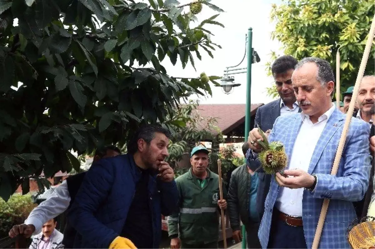 Bağcılarda Kestane Hasadı