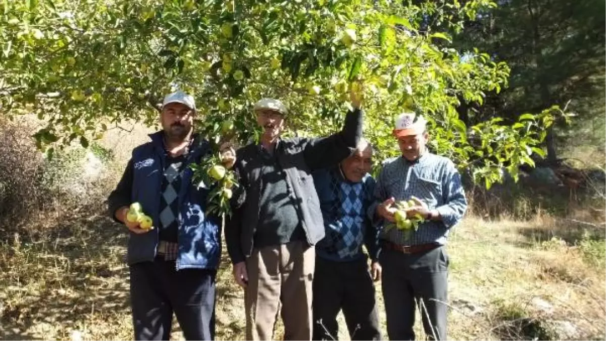 Domuzlar Dalında Kalan Organik Elmalarla Besleniyor