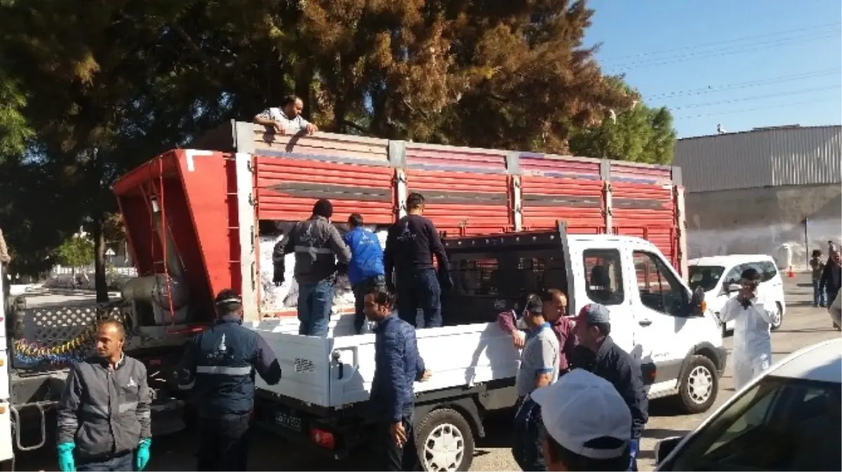 Foça\'da Çiçek Hastalığı İçin 600 Torba Kireç Dağıtıldı