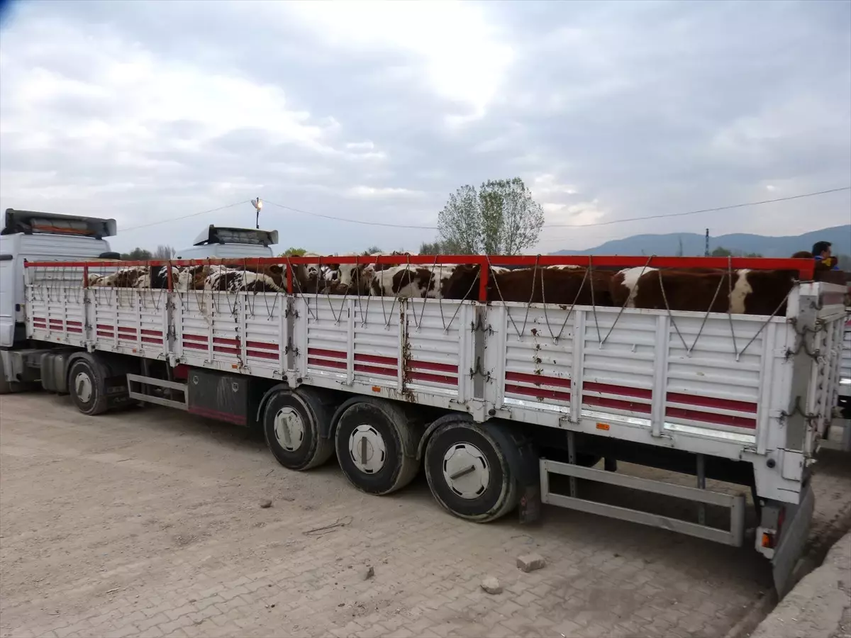 Gölpazarı\'nda Hibe Düve Dağıtımı