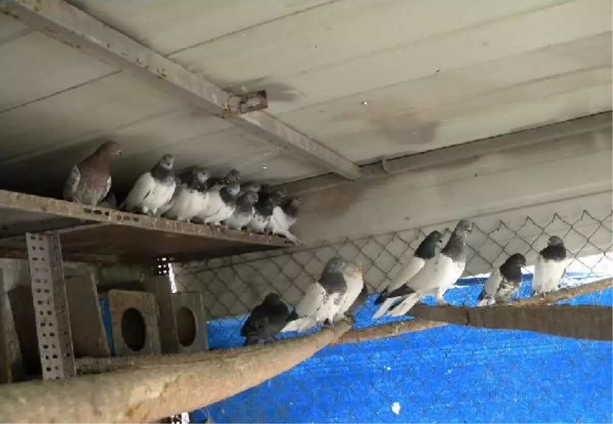 Gümrüğün Satışa Çıkardığı Güvenciler Elde Kaldı