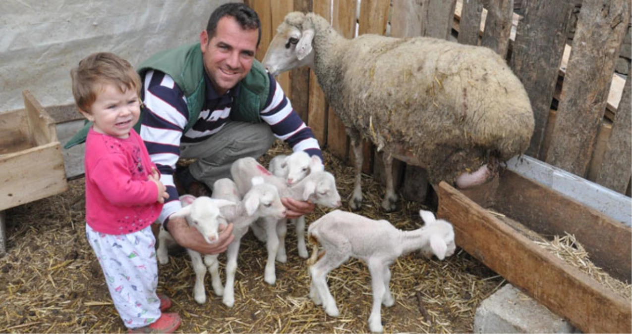 Malkara\'da Merinos Cinsi Koyun Bir Defada Beşiz Doğurdu