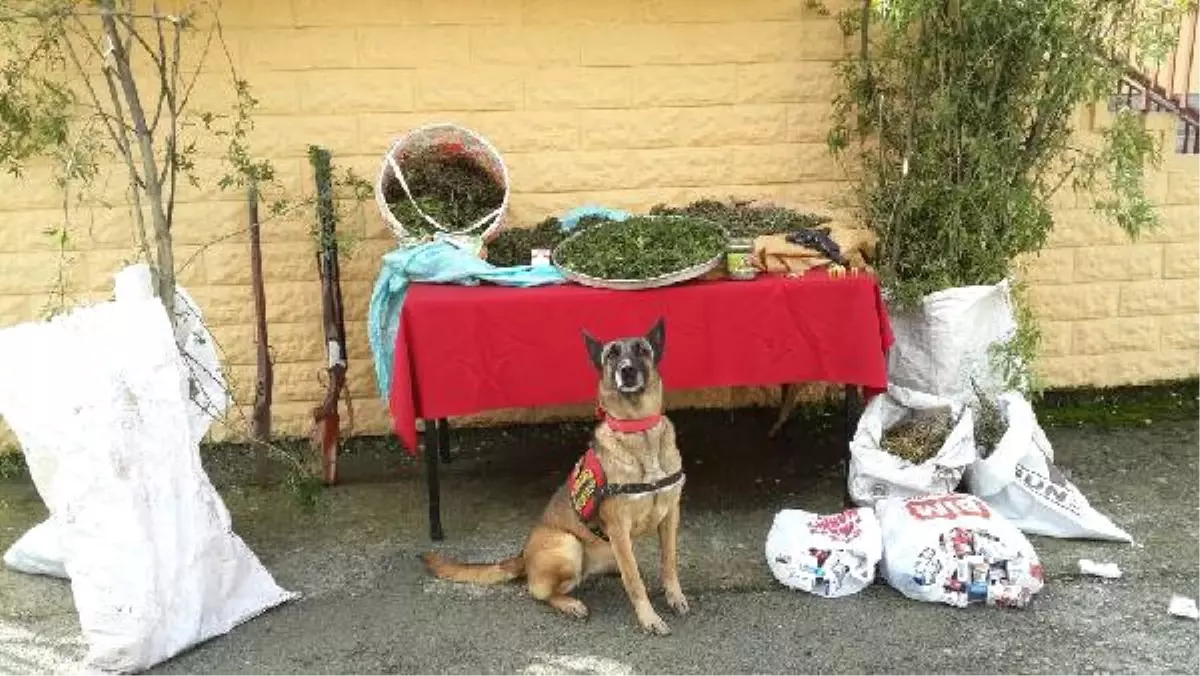 Rize\'de Depoya Baskın: 6 Kilo Esrar Ele Geçirildi