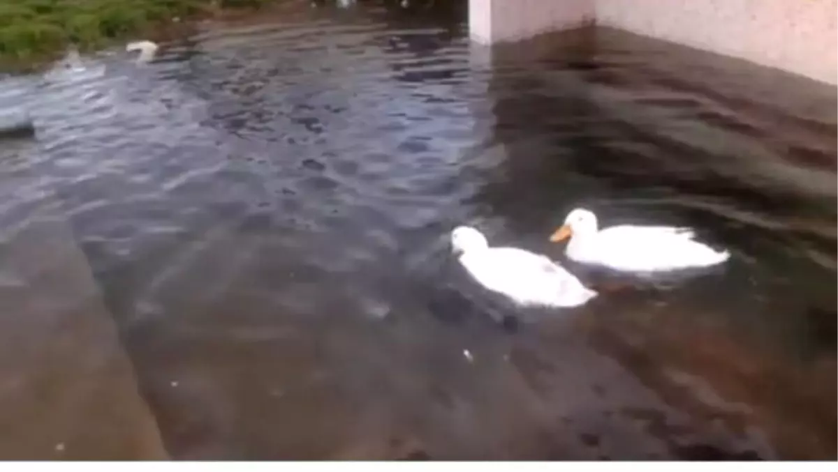 Sağlık Memuru Havuza Dönen Çeşme Önünde Ördek Yüzdürdü