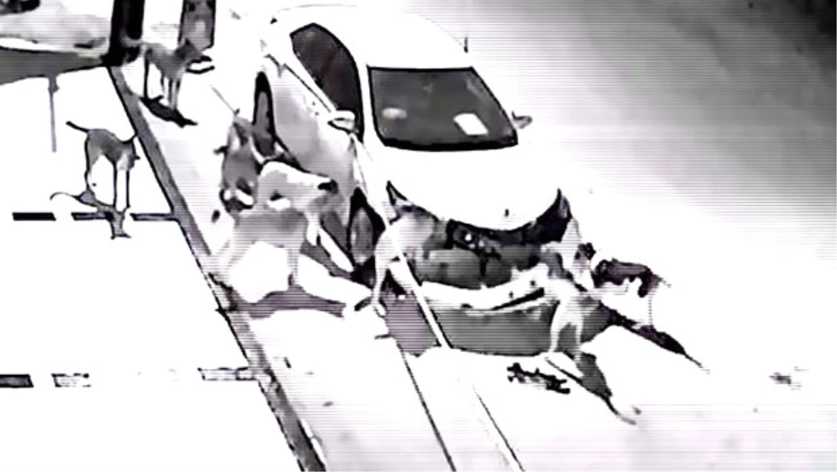 Sakarya\'dan Sonra Şimdi de Muğla\'da... Sokak Köpekleri O Marka Arabalara mı Saldırıyor?