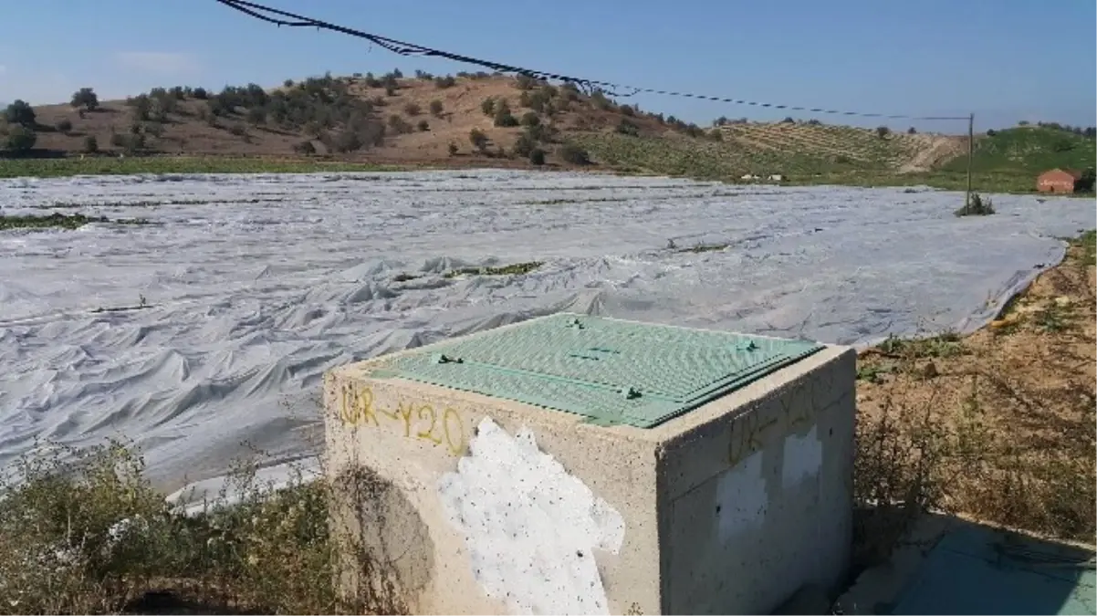 Salatalıklar Donmasın Diye Elyaf Örtü