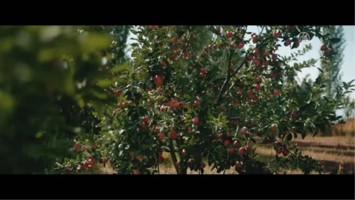 Sinema - "Ekşi Elmalar"