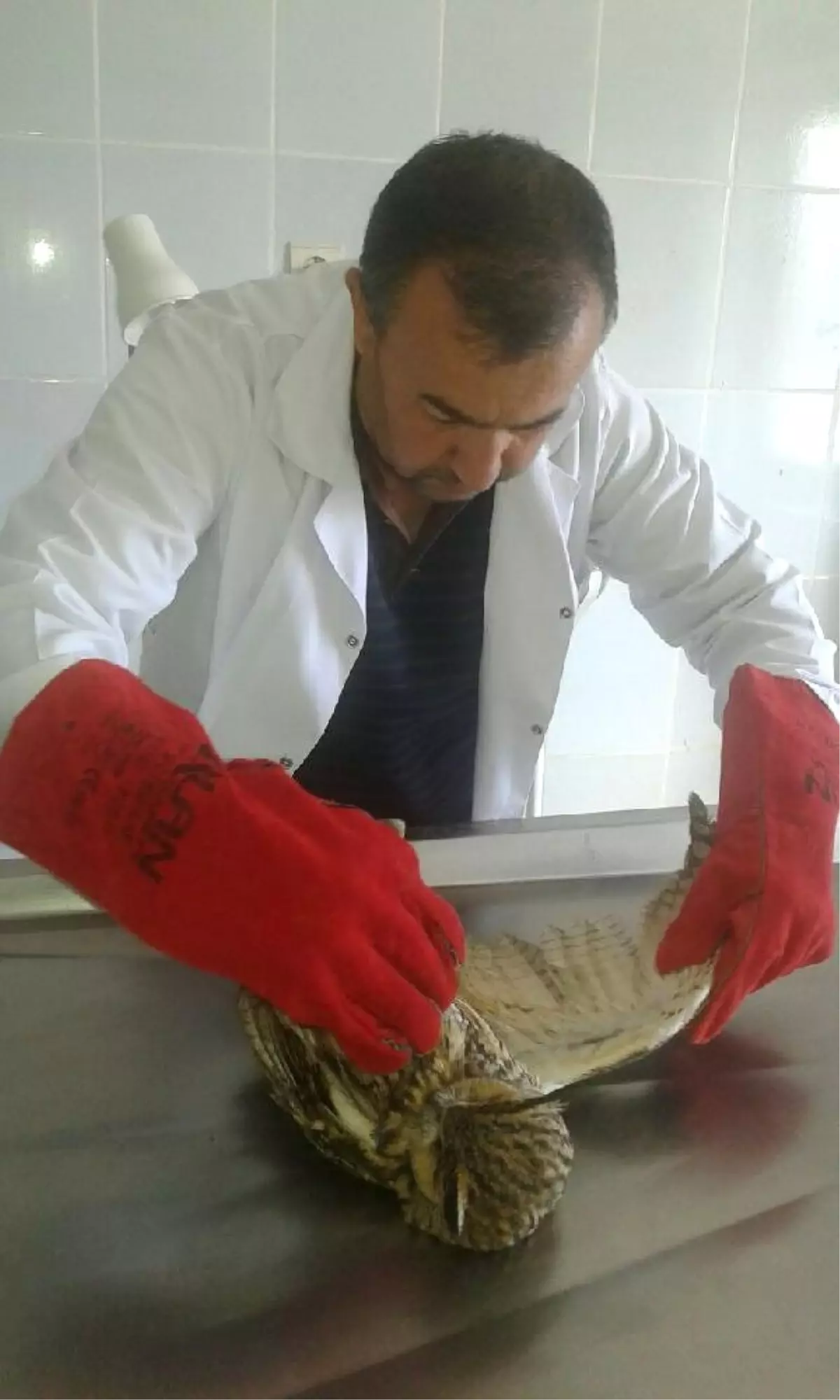 Yaralı Baykuş Tedaviye Alındı