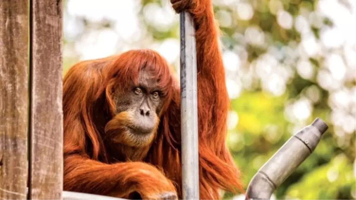 60 Yaşındaki Puan Dünyanın En Yaşlı Sumatra Orangutanı Oldu