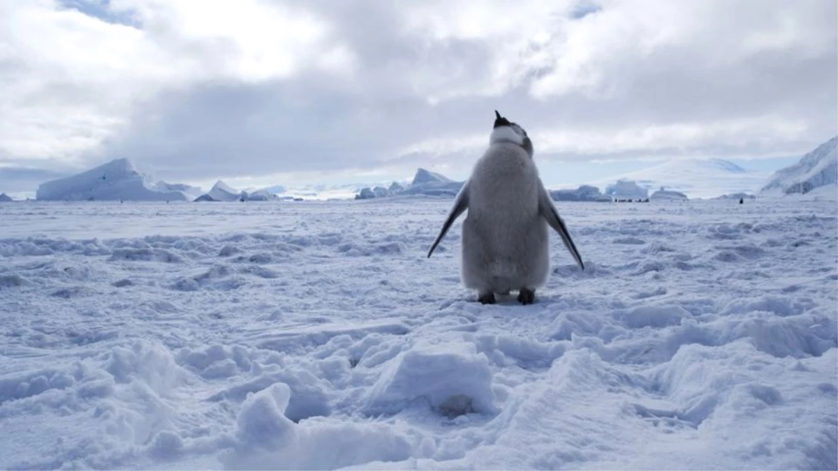Antarktika Suları Artık Doğal Yaşam Koruma Alanı