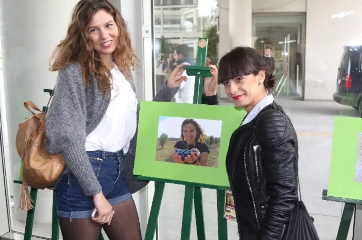 Avrupalı Gençler Akhisar\'da Zeytin Topladı