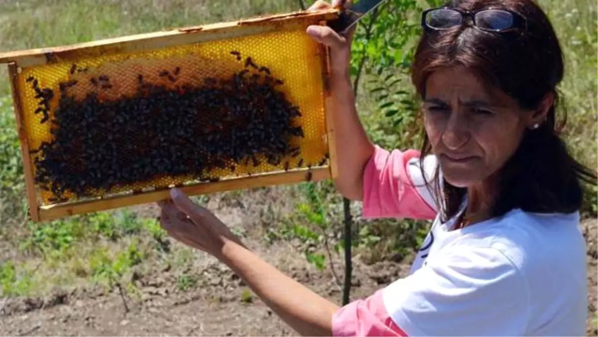 Bu Arılar Sokmuyor: Mülayim