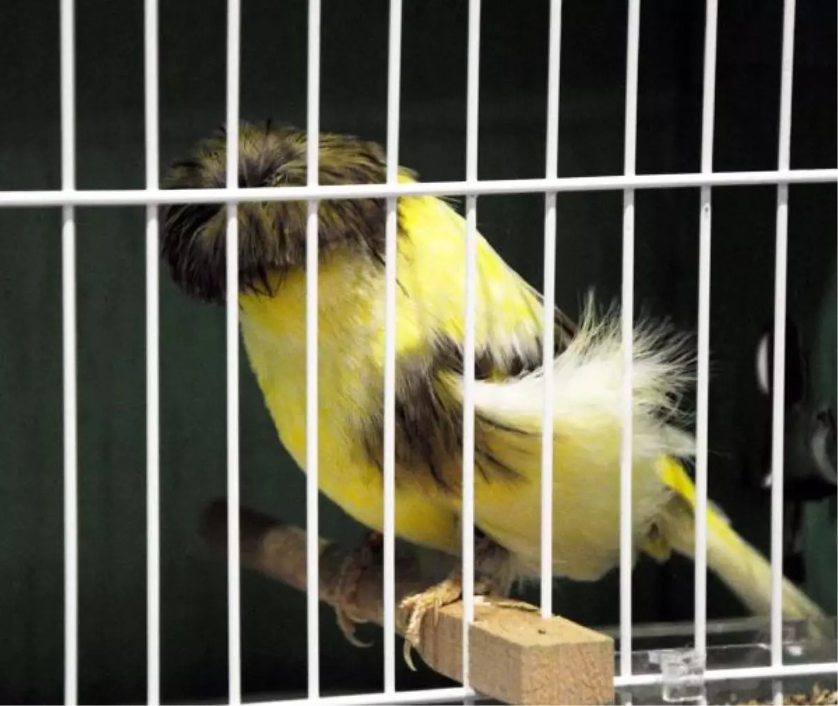 Cumhuriyet Kupası\'nda 3952 Kuş Yarışıyor