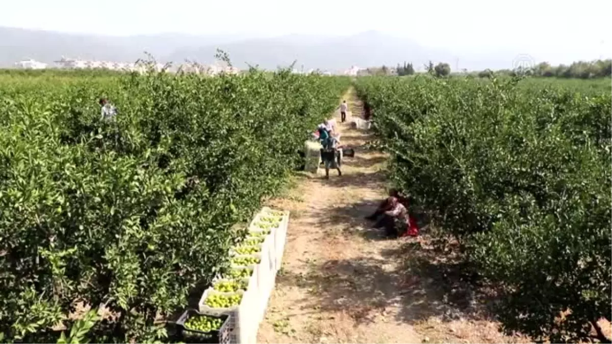 Erkenci Mandalina" Rusya Pazarında