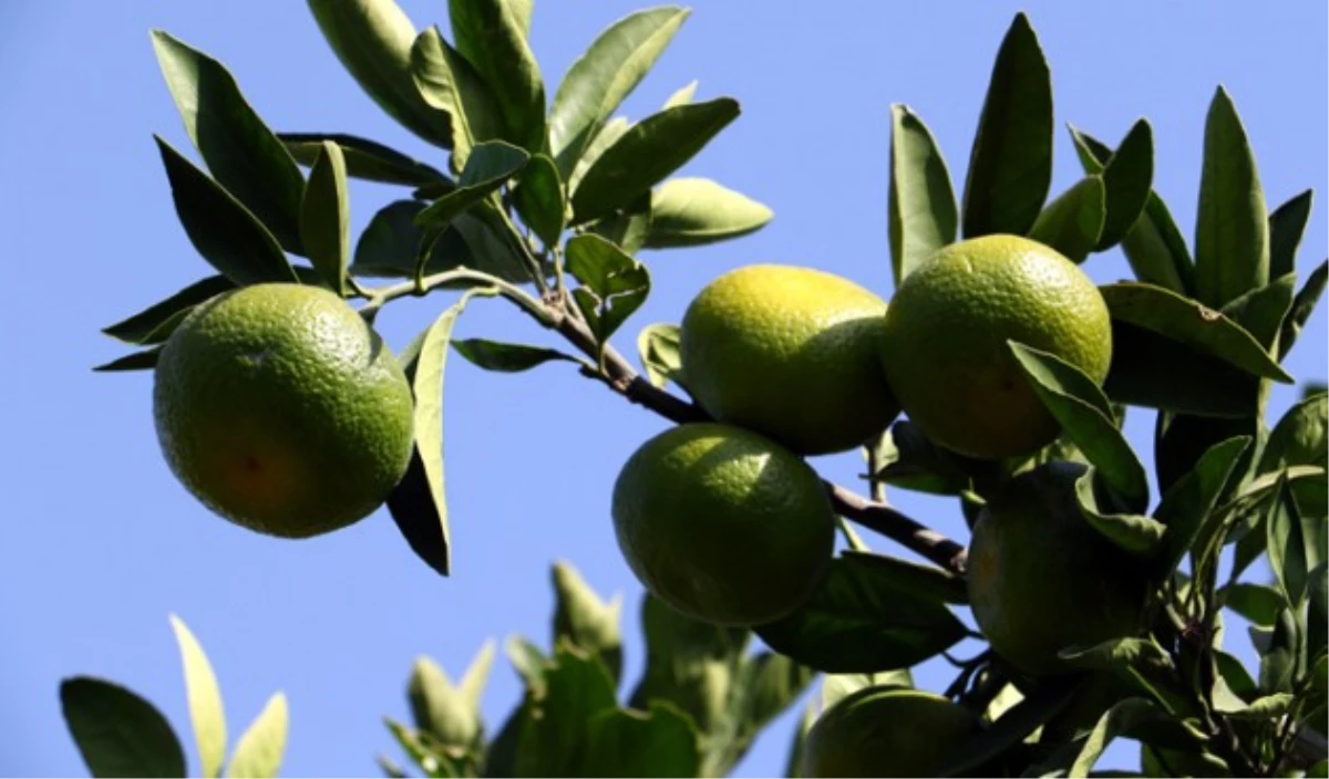 Erkenci Mandalina" Rusya Pazarında