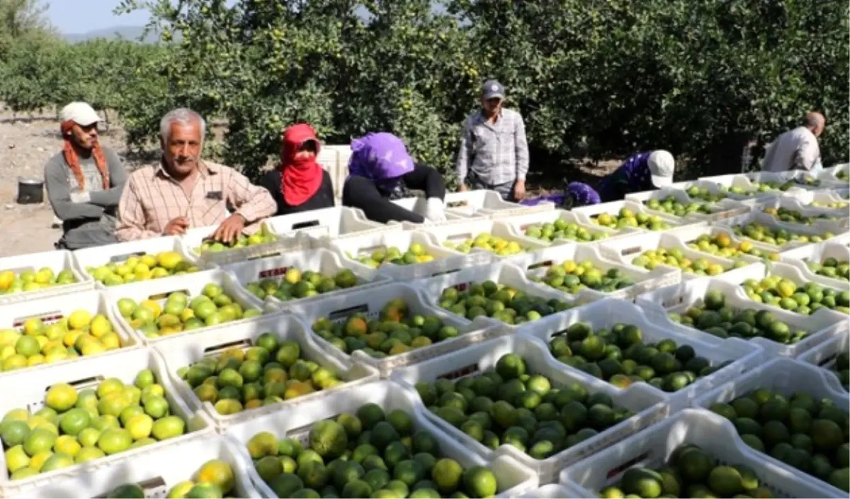 Erkenci Mandalina Rusya Pazarında