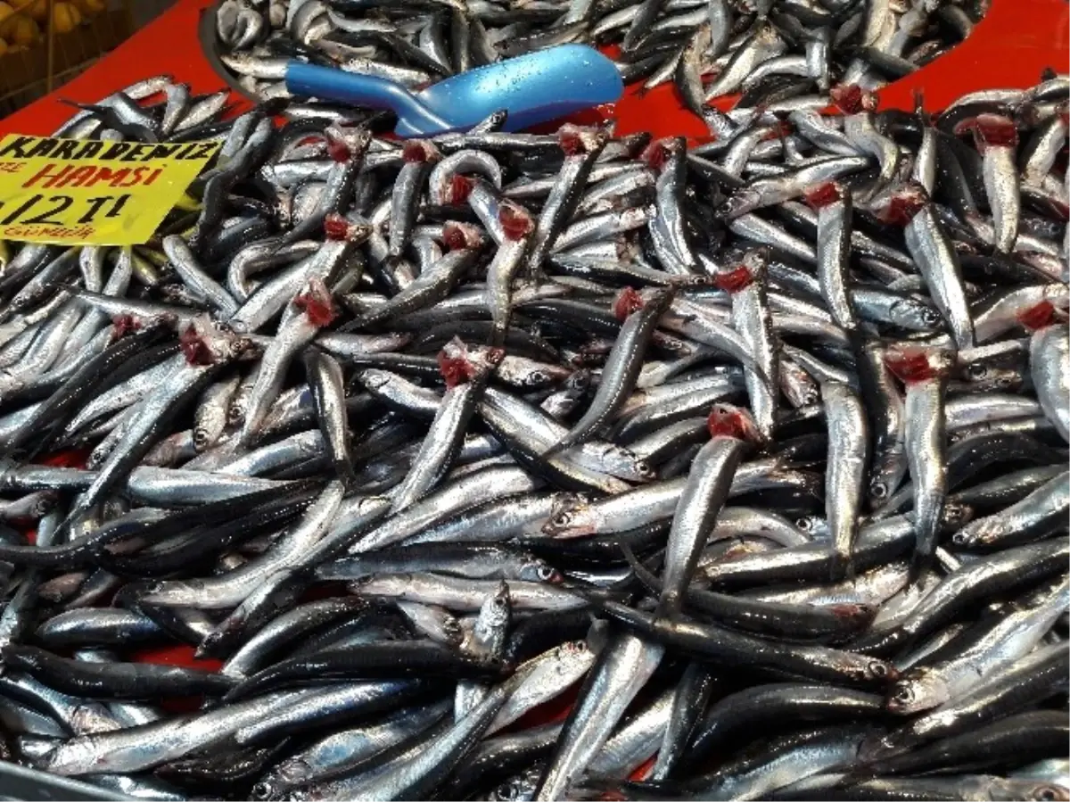 Eskişehir\'de Hamsi El Yakacak