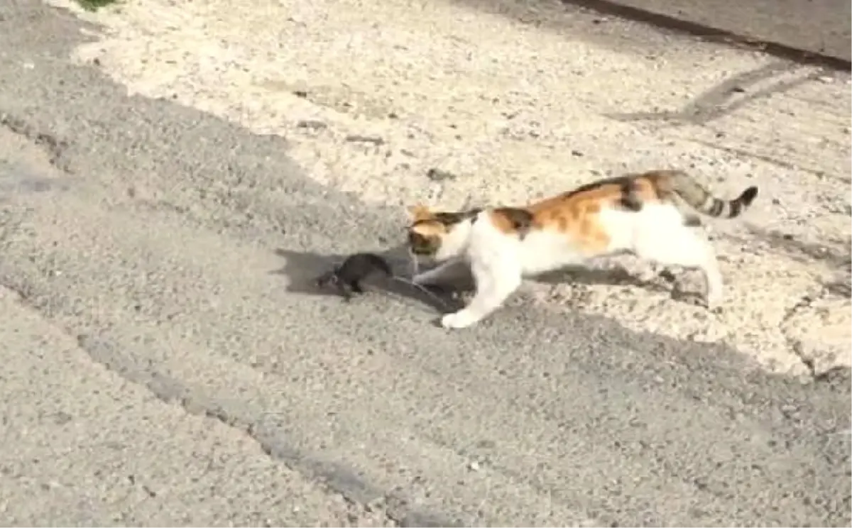 Fare Kediden Kaçamadı