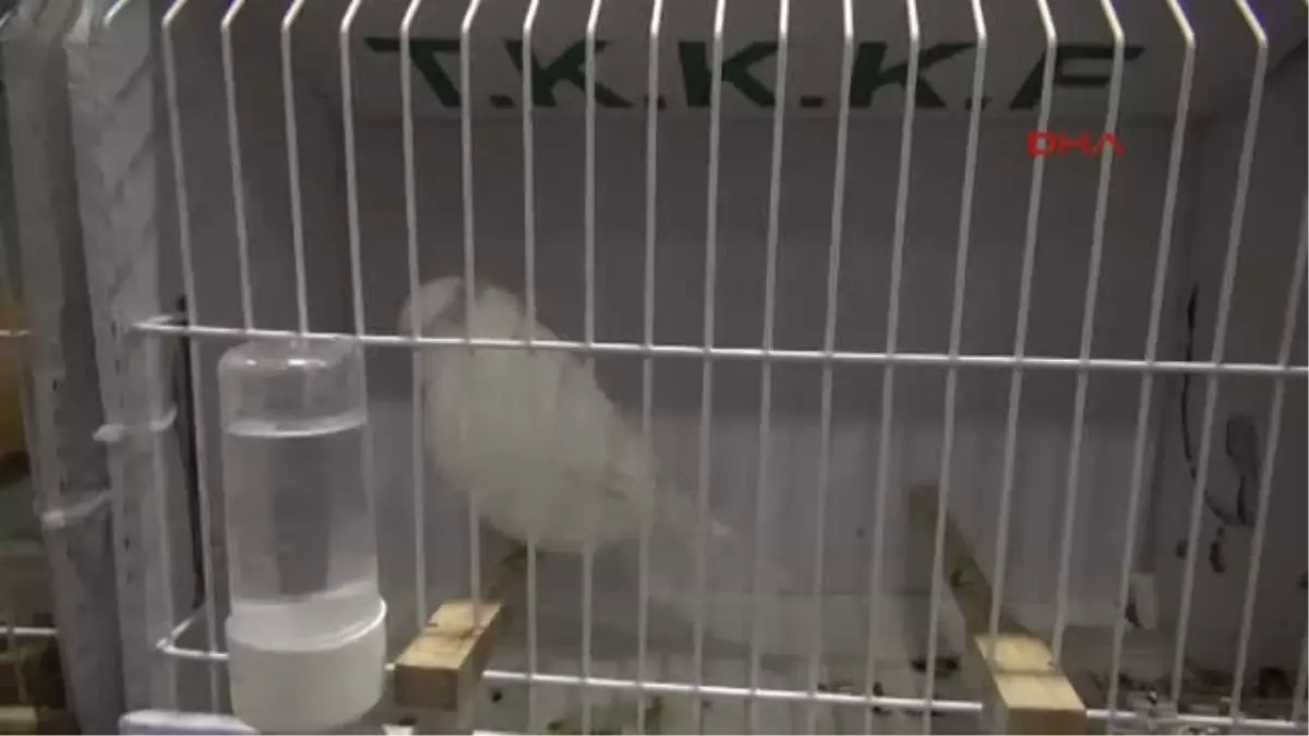 Gaziantep - Cumhuriyet Kupası\'nda 3952 Kuş Yarışıyor