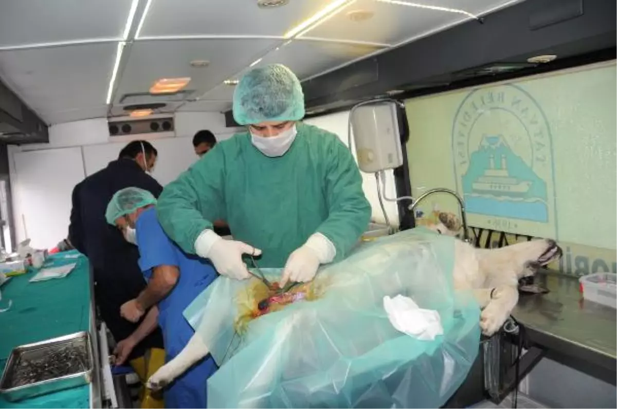 Hakkari\'de 200 Başıboş Sokak Köpeği Kısırlaştırıldı