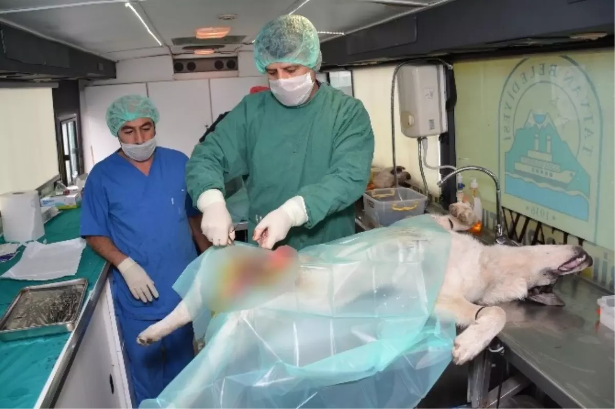 Hakkari\'de Sokak Hayvanları Kısırlaştırılıyor