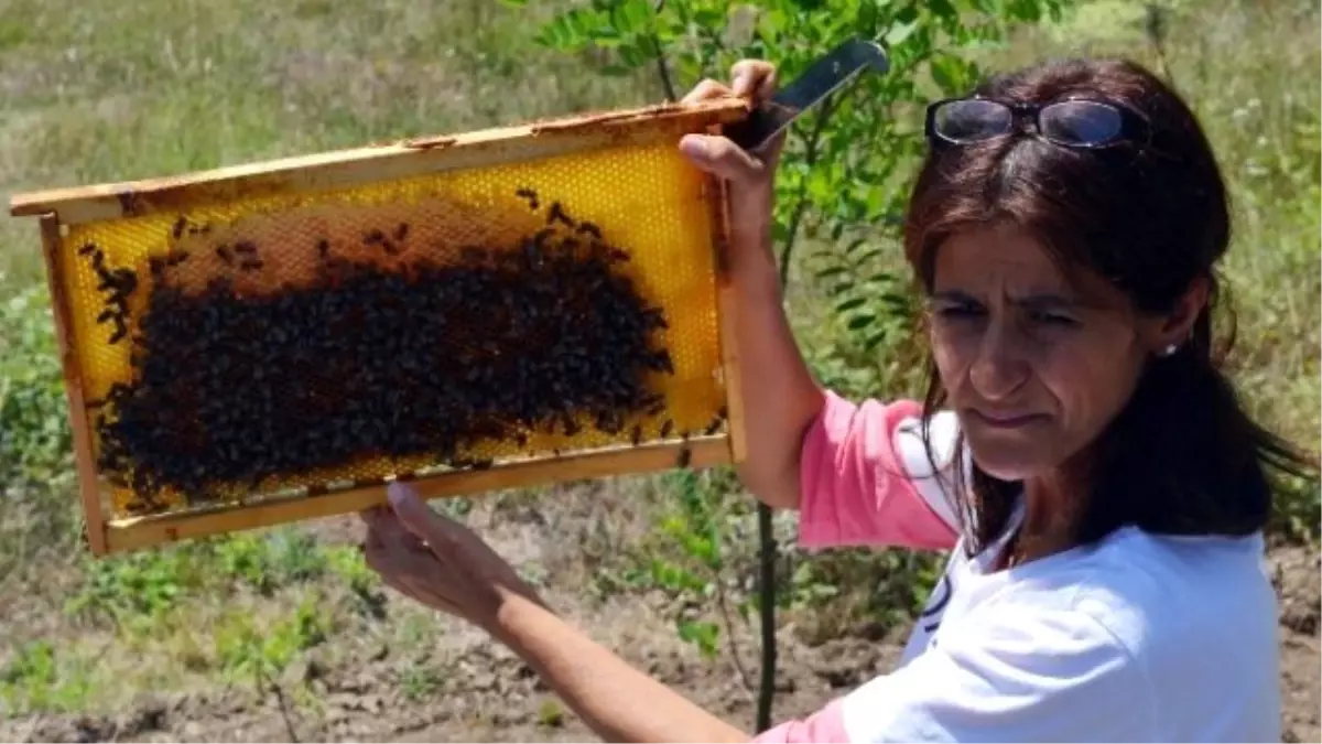 Mülayim Arılar, Expo 2016 Antalya\'da