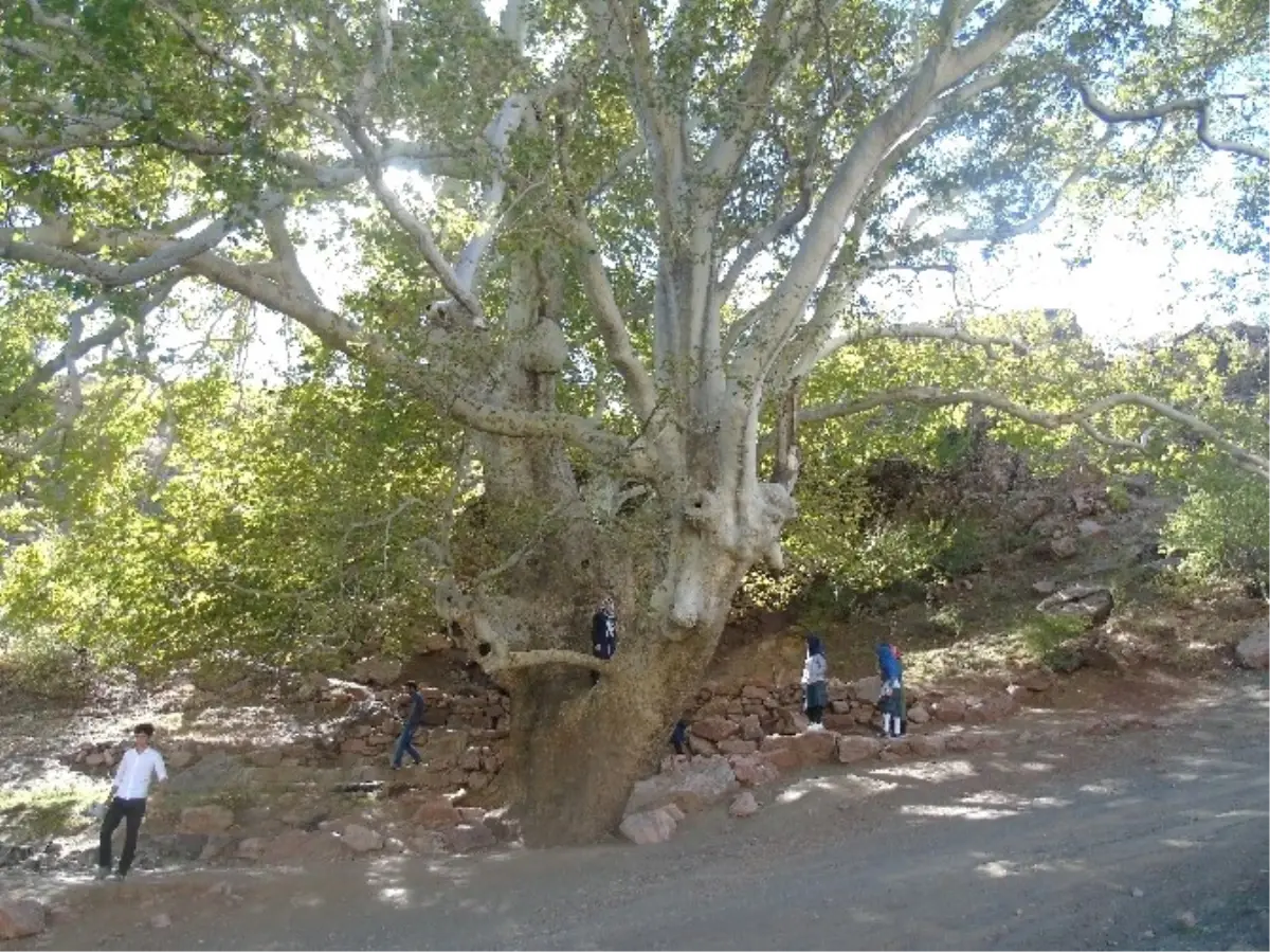 Öğrenciler Doğanlı Çınarını İnceledi