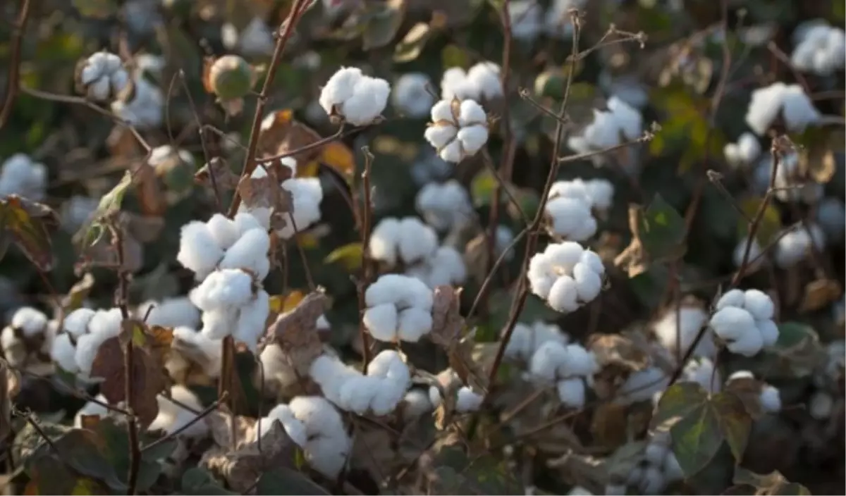 Pamuk Üreticisi \'Altın Yılını\' Yaşıyor
