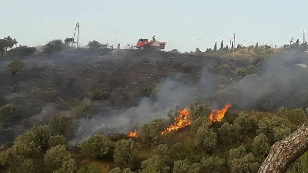 Yangın Zeytinlik Alana Zarar Verdi