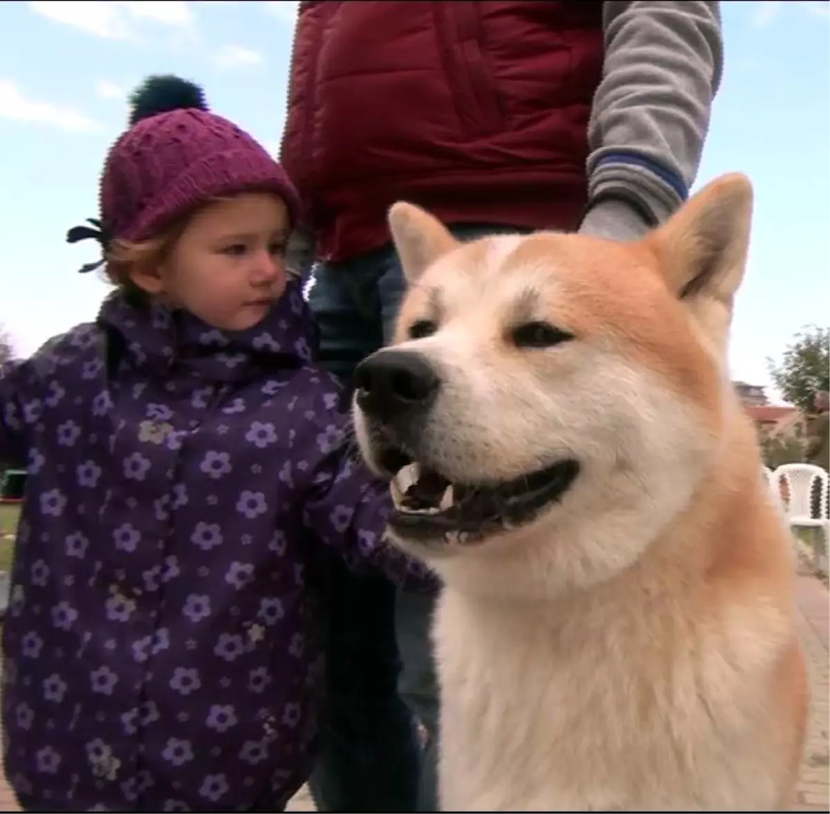 15 Ülkeden 600 Köpek Yarışma İçin Podyumda