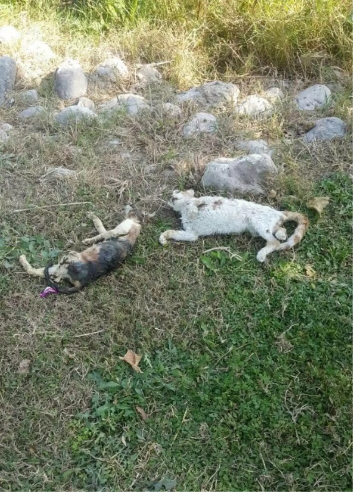 Antalya\'da Kedi Katliamı