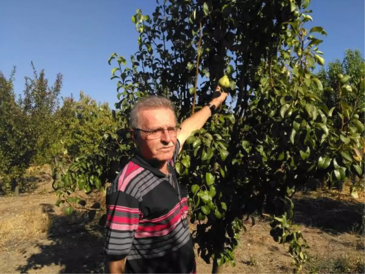 Bayramiç\'te Armut Ağacı İkinci Kez Meyve Verdi