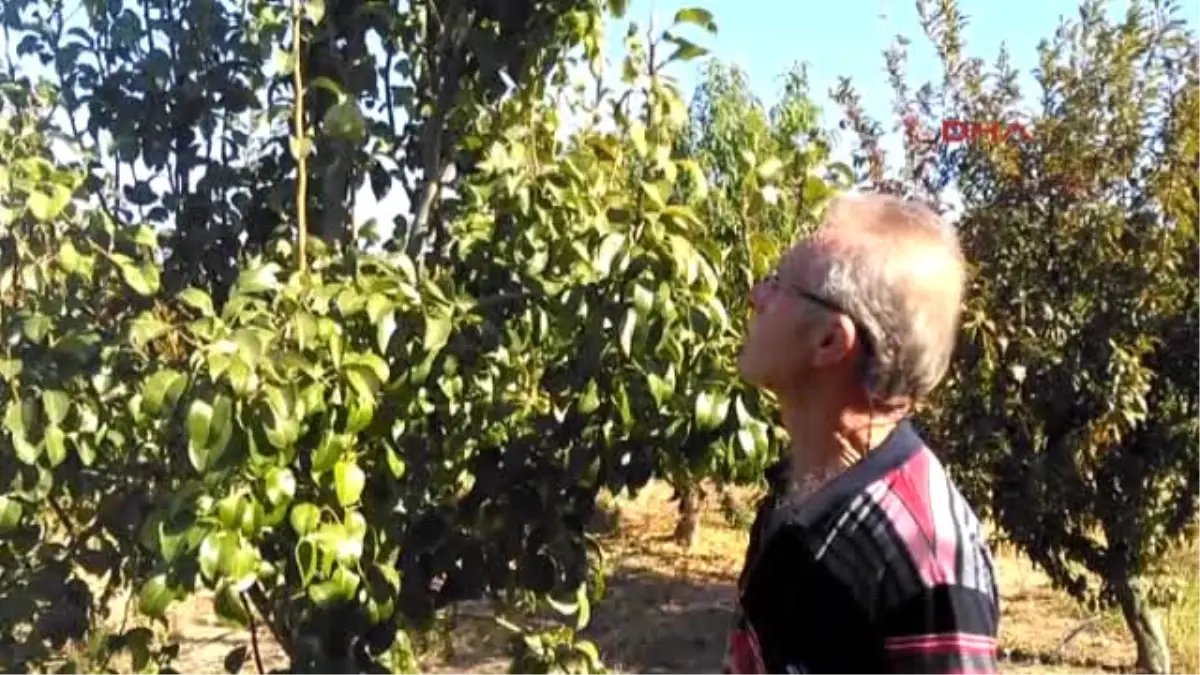 Çanakkale Bayramiç\'te Armut Ağacı Ikinci Kez Meyve Verdi