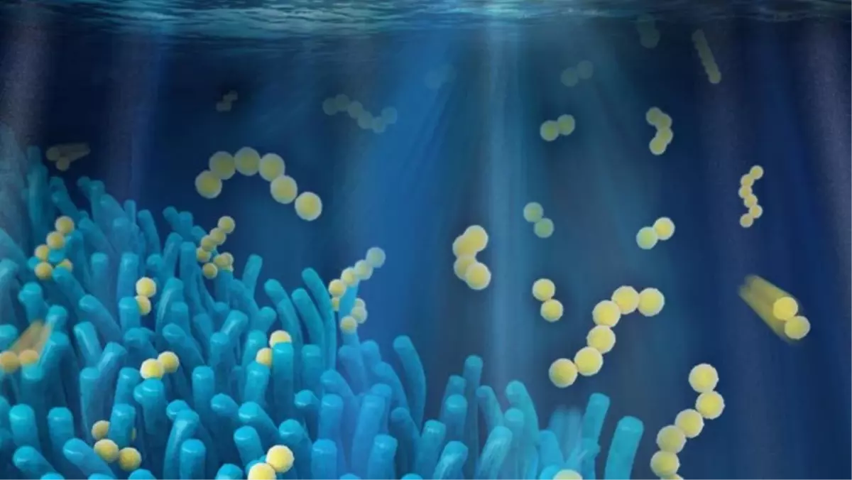 Çok Farklı Bir Pil Fikri Daha!