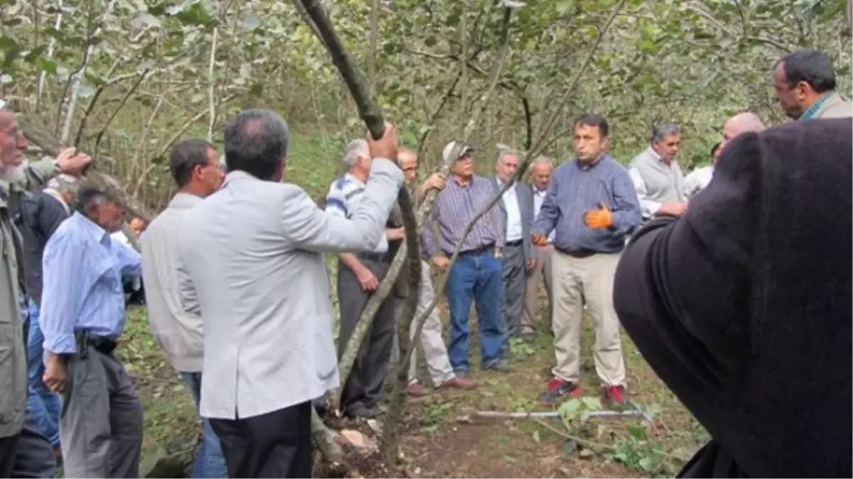 Fındıkta Uygulamalı Budama ve Gübreleme Eğitimi