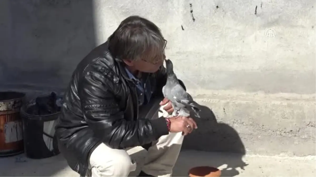 Görmeyen Güvercini "Pamuk"A Evladı Gibi Bakıyor
