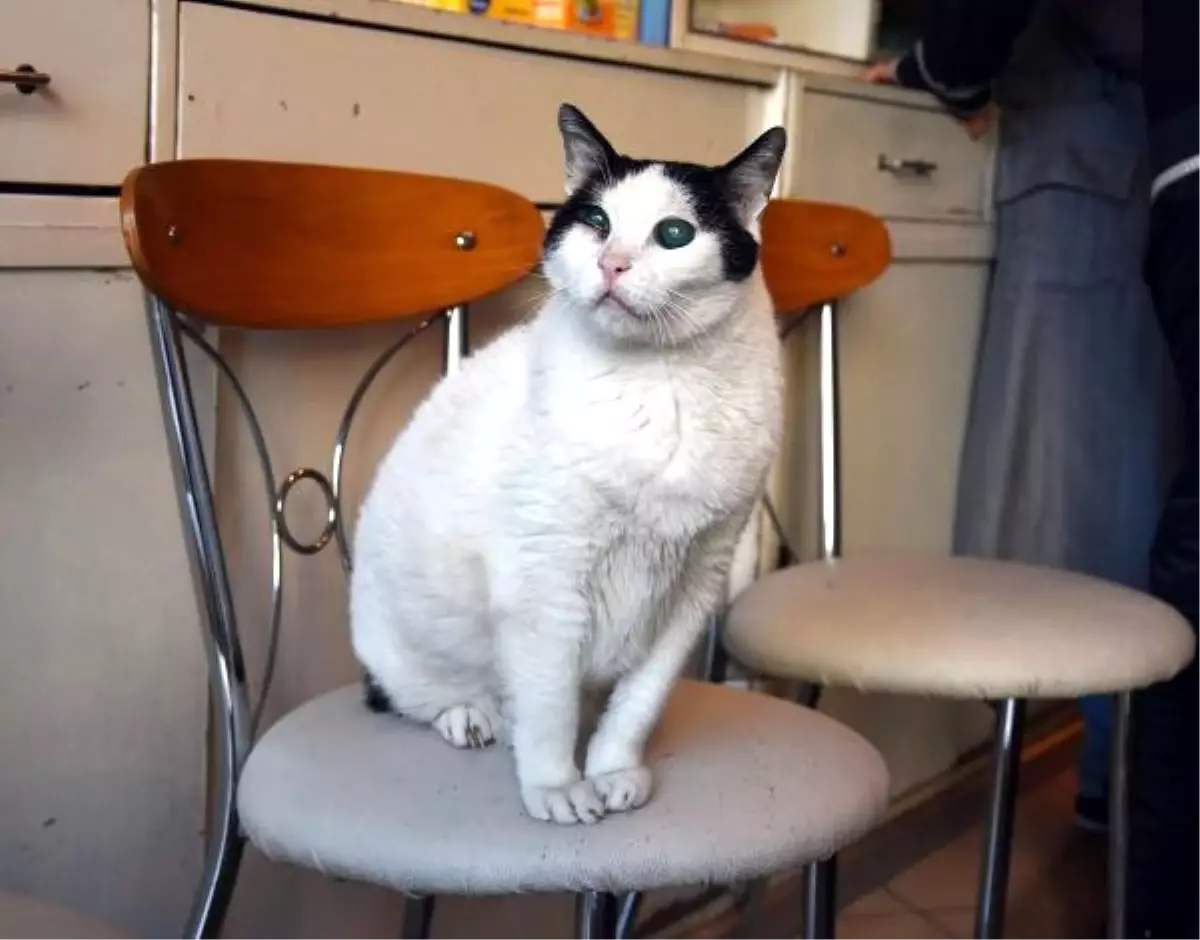 Gözleri Görmeyen Kedi