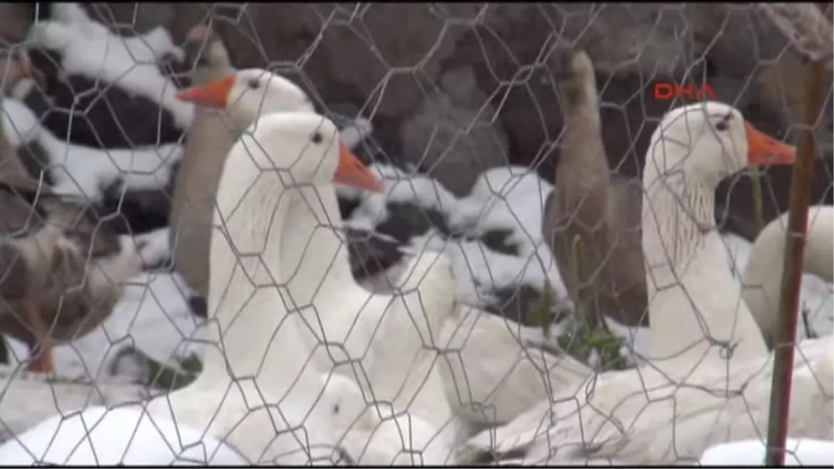Kars Kaz Kesimleri Başladı