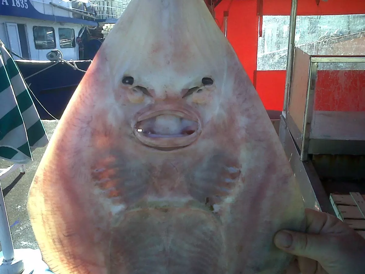 Mersin Açıklarında Sapan Balığı Yoğunluğu