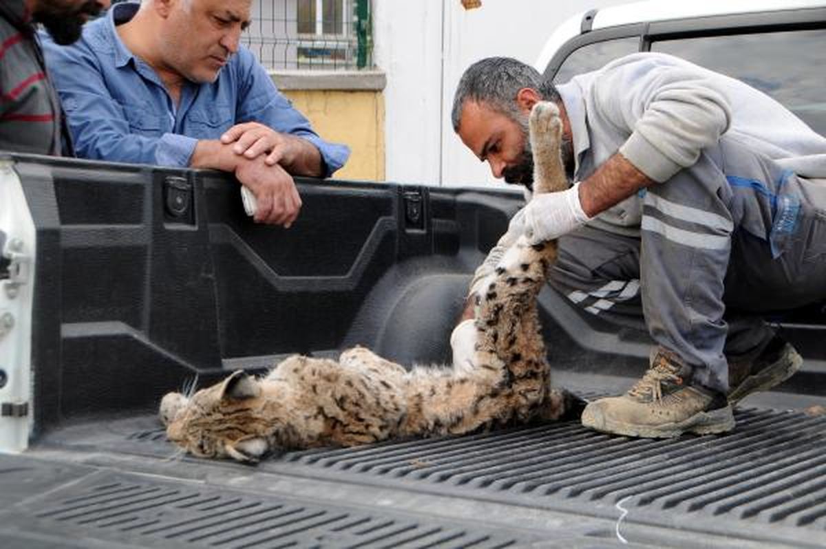 Tunceli\'de Köpeklerin Saldırdığı Anne Vaşak Öldü, Yavrusu Yaralı
