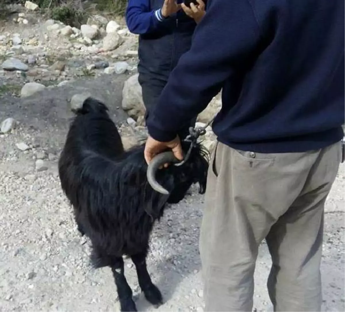 Uçurumda Mahsur Kalan 2 Keçiyi İtfaiye Kurtardı