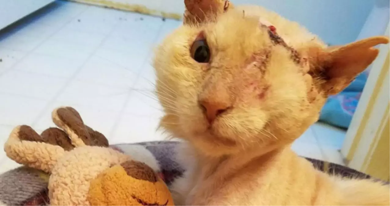 Zavallı Kedinin Yüzüne Acımadan Asit Döktüler!