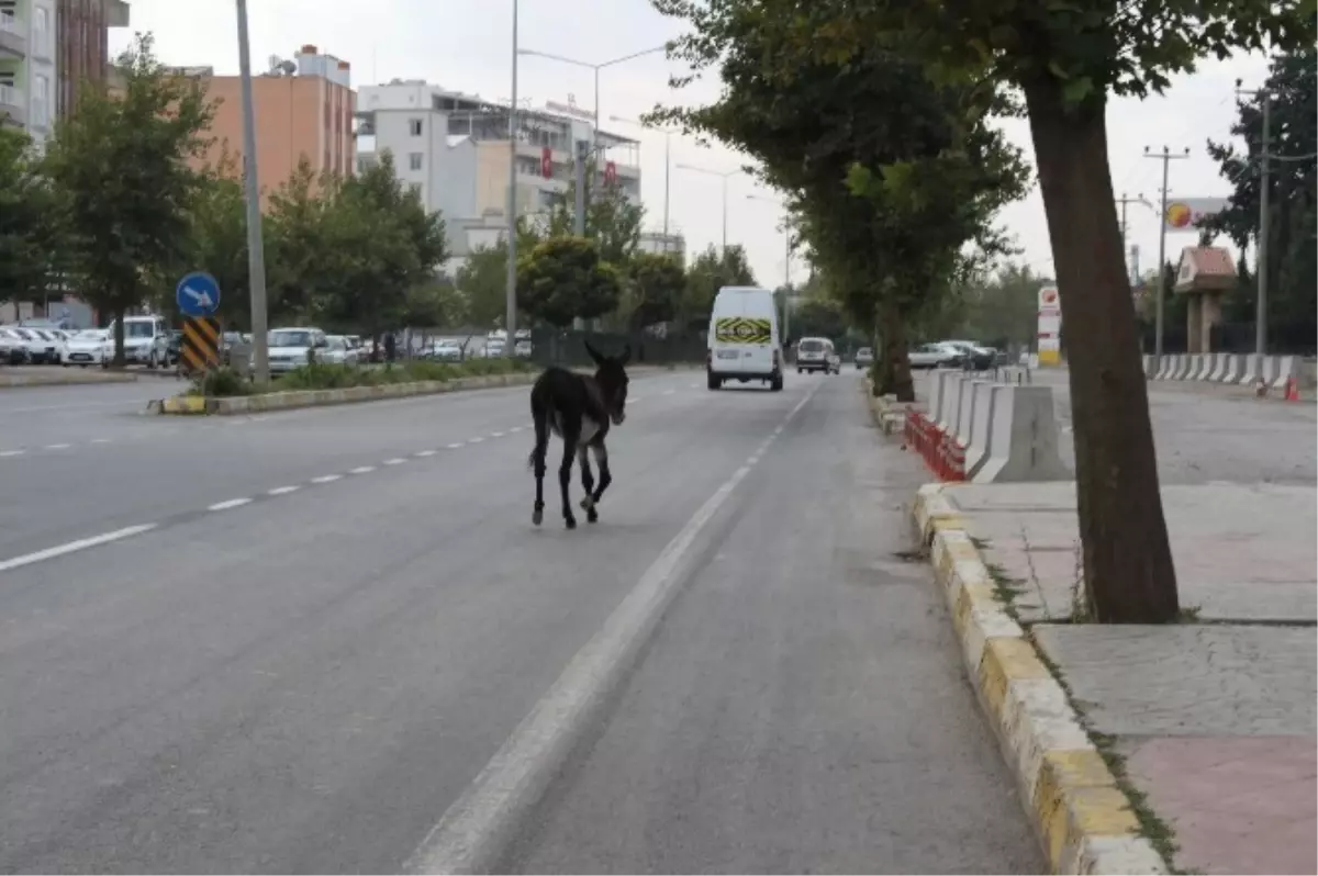 Başıboş Eşek Tehlike Saçtı