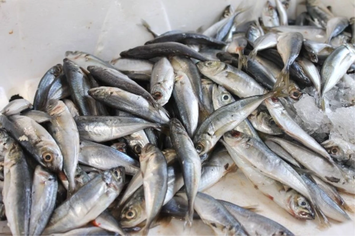 Afyonkarahisar\'da Balık Fiyatları Yüz Güldürüyor