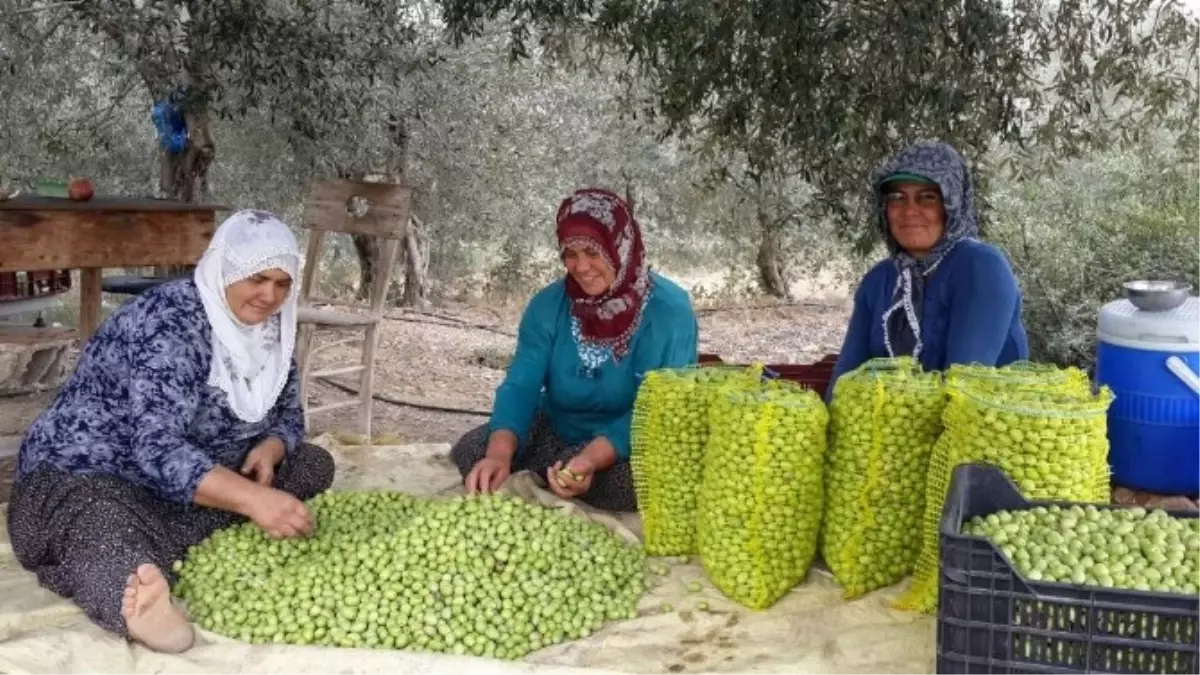 Büyükşehir Belediyesi, Üreticiye Desteğini Hasat Zamanı da Sürdürüyor