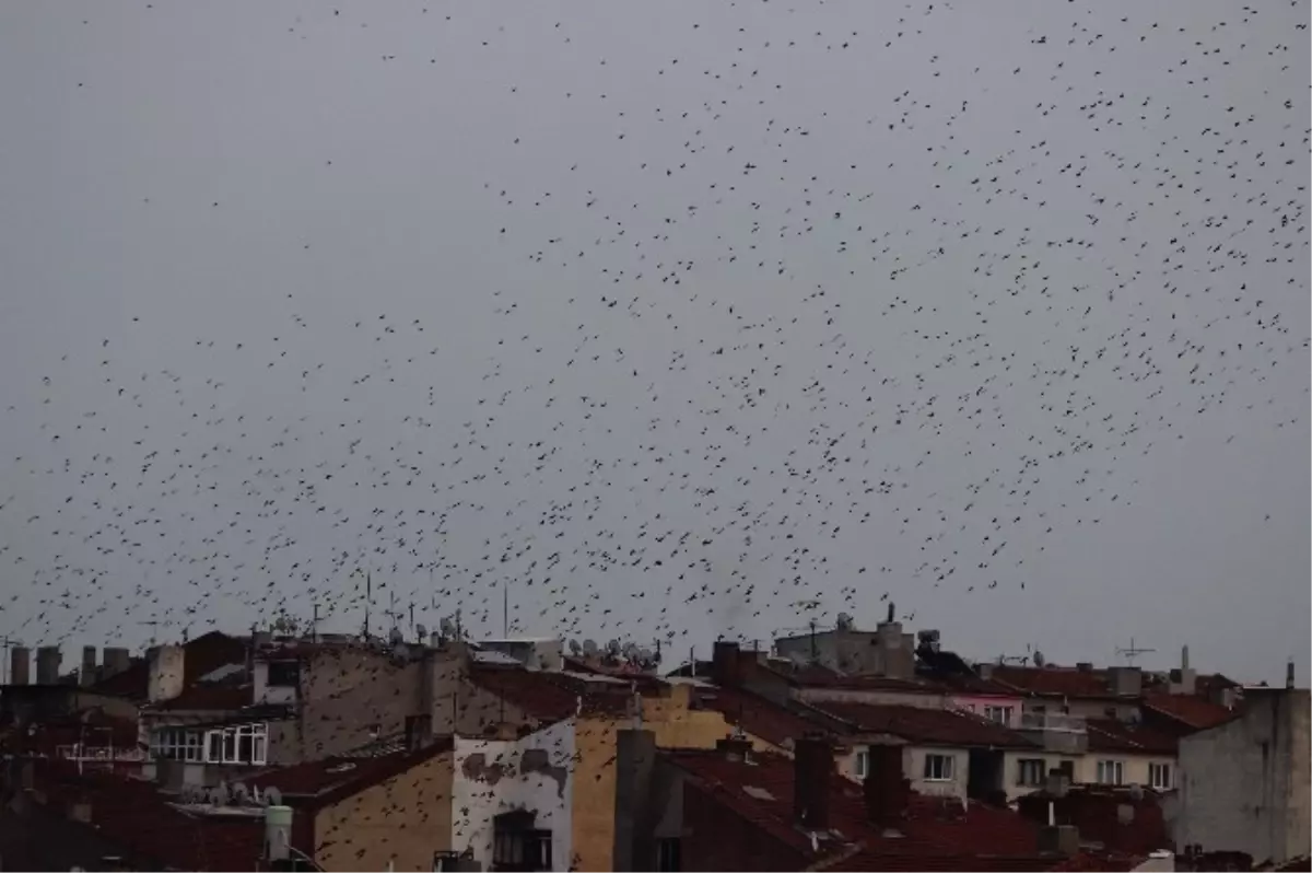 Eskişehir Semalarında Kuşların Dansı Büyüledi